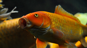 images/categorias/SYS-Xi1R/peces-acuario-oceano.png